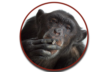 monkey